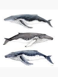 Image result for Megaptera novaeangliae