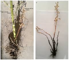 Attēlu rezultāti vaicājumam “Orobanche elatior bud”
