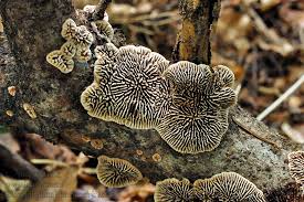 Attēlu rezultāti vaicājumam “Gloeophyllum abietinum”