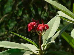 Attēlu rezultāti vaicājumam “Apocynaceae”