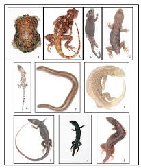 Attēlu rezultāti vaicājumam “Reptilia”