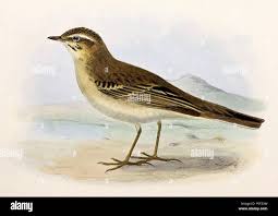 Image result for Anthus campestris
