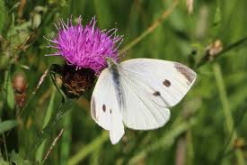 Attēlu rezultāti vaicājumam “Pieris rapae female”
