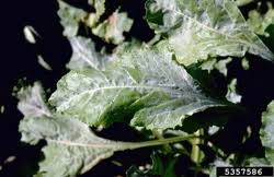 Attēlu rezultāti vaicājumam “Erysiphe galeopsidis”