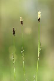 Attēlu rezultāti vaicājumam “Carex pilosa”