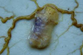 Attēlu rezultāti vaicājumam “Licea chelonoides”