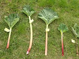 Attēlu rezultāti vaicājumam “Rheum rhabarbarum fruit”