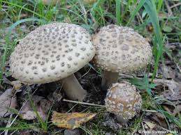 Attēlu rezultāti vaicājumam “Amanita rubescens”