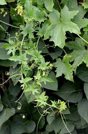 Attēlu rezultāti vaicājumam “Bryonia alba leaf”