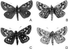 Attēlu rezultāti vaicājumam “Carterocephalus silvicolus”