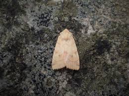 Attēlu rezultāti vaicājumam “Enargia paleacea”