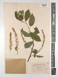 Attēlu rezultāti vaicājumam “Prunus padus var. roseiflora flower”