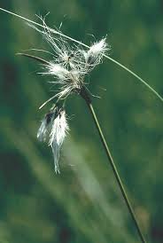 Attēlu rezultāti vaicājumam “Eriophorum latifolium fruit”
