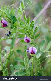 Attēlu rezultāti vaicājumam “Vicia angustifolia leaf”