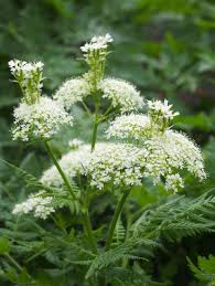 Image result for Myrrhis odorata