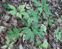 Attēlu rezultāti vaicājumam “Ochropsora ariae”