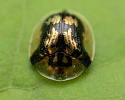 Attēlu rezultāti vaicājumam “Tortula lingulata macro”