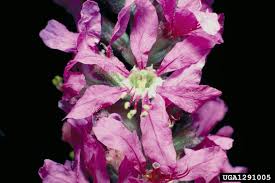 Attēlu rezultāti vaicājumam “Lythrum salicaria flower”