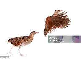 Attēlu rezultāti vaicājumam “Crex crex”