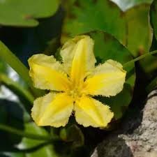 Image result for Seekanne