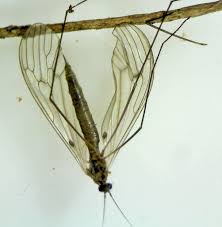 Attēlu rezultāti vaicājumam “Trichocera regelationis”