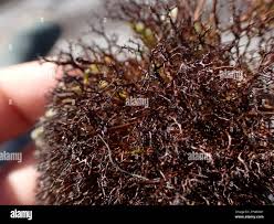 Attēlu rezultāti vaicājumam “Cetraria aculeata”