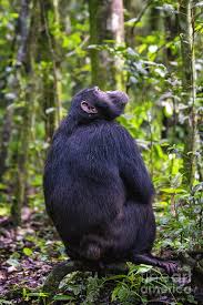 Attēlu rezultāti vaicājumam “Troglodytes troglodytes adult”