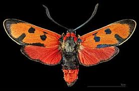 Attēlu rezultāti vaicājumam “Zygaena cocoon”