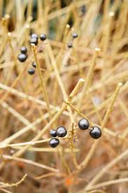 Attēlu rezultāti vaicājumam “Myrica gale fruit”