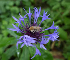 Image result for Flockenblume