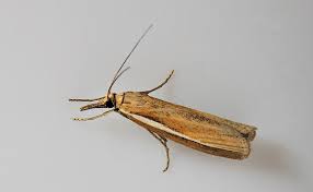 Attēlu rezultāti vaicājumam “Agriphila tristella”