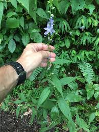 Image result for Campanula americana