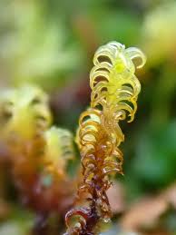 Attēlu rezultāti vaicājumam “Didymodon fallax var. brevifolius”