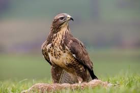 Attēlu rezultāti vaicājumam “Buteo buteo adult”