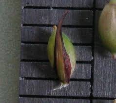 Attēlu rezultāti vaicājumam “Carex acuta fruit”