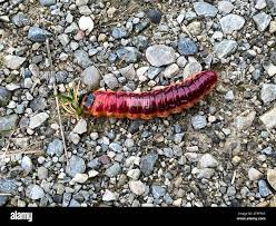 Attēlu rezultāti vaicājumam “Cossus cossus imago”