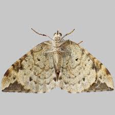 Attēlu rezultāti vaicājumam “Eulithis prunata”