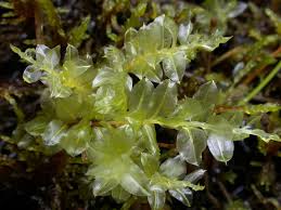 Attēlu rezultāti vaicājumam “Plagiomnium medium”