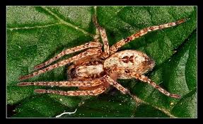 Attēlu rezultāti vaicājumam “Anyphaena accentuata”