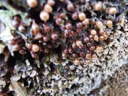 Attēlu rezultāti vaicājumam “Oligonema favogineum”