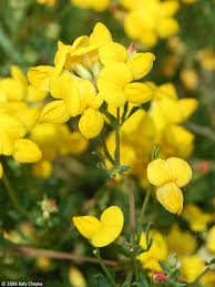 Attēlu rezultāti vaicājumam “Lotus corniculatus”