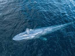 Image result for Balaenoptera musculus