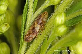 Attēlu rezultāti vaicājumam “Philaenus spumarius nymph”