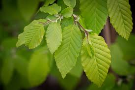 Attēlu rezultāti vaicājumam “Carpinus betulus leaf”