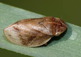 Attēlu rezultāti vaicājumam “Lepyronia coleoptrata”