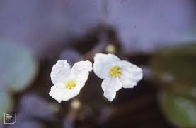 Attēlu rezultāti vaicājumam “Hydrocharis morsus-ranae flower”