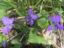 Attēlu rezultāti vaicājumam “Viola epipsila”