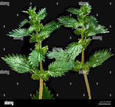 Attēlu rezultāti vaicājumam “Urtica urens”