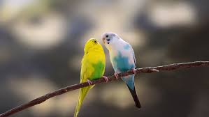 Image result for Bird