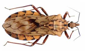 Attēlu rezultāti vaicājumam “Heteroptera”